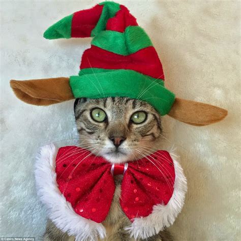 cat xmas hat|christmas outfits for cats.